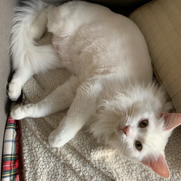 Meet your Posher, Laurie 💕Offers Welcome💕 - Picture 3 of 4